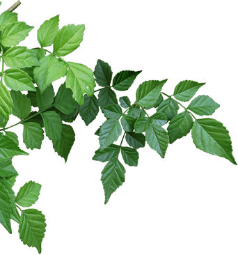 A close up of leaves on a tree