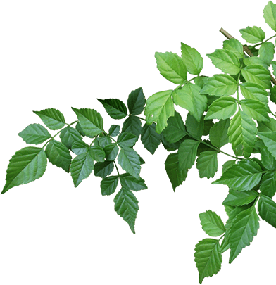 A close up of leaves on a tree