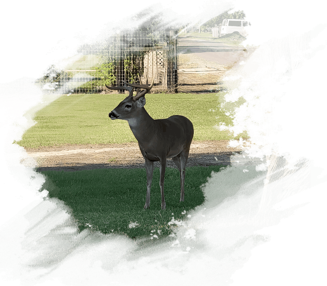 A deer standing in the grass near a tree.